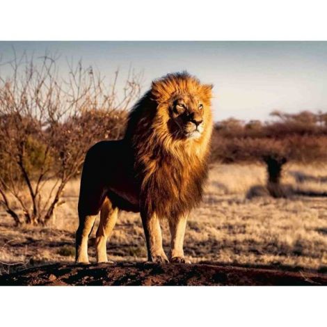 Puzzle Leu Regele Animalelor, 1500 Piese - imagine 7